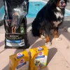 PURINA PRO PLAN pour notre Nuggets