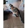 Polowanie