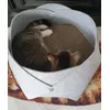 Katzen Lounge 
