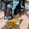 PEDIGREE DENTASTIX pour notre Nuggets