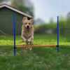 Happy dog