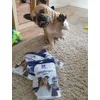 My Frenchie loves these 