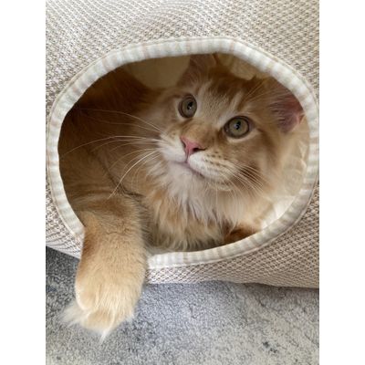 Our maine coon instantly loved this tunnel