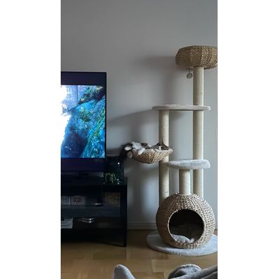 The cat loves it