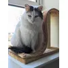 Size reference for large cats