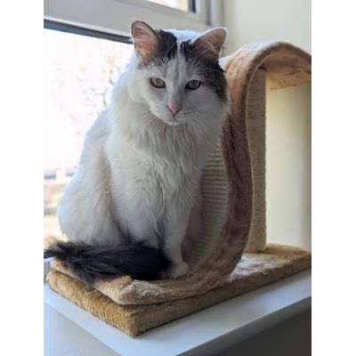 Size reference for large cats
