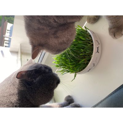 Unsere Katzen lieben es