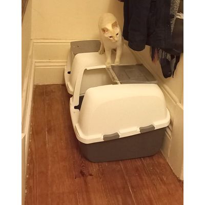 2 caixas para 5 gatos