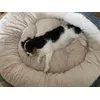 Cavalier king Charlotka