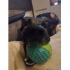 hond met bal
