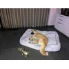 Balou