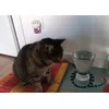 LUCA y Feliway