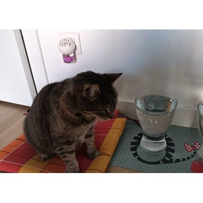 LUCA y Feliway