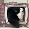 Una gatta in tv 
