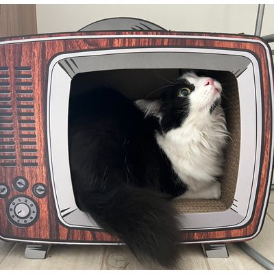 Una gatta in tv