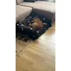 Fido