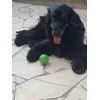 Astor