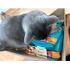 Purina urinary health