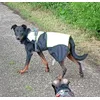 Beauceron adulte manteau 70cm