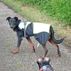 Beauceron adulte manteau 70cm