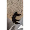 Onze poes van elf maanden met het harnass