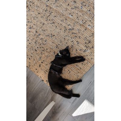 Onze poes van elf maanden met het harnass