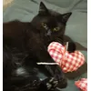 Alwine in Action