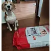 Spike the beagle