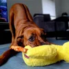 Kaya met Ducky