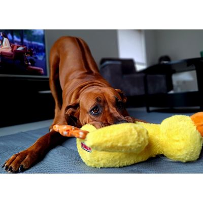 Kaya met Ducky