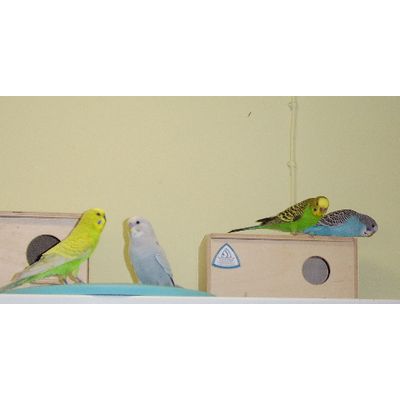 Stevige thuis om de kleintjes in op te voeden