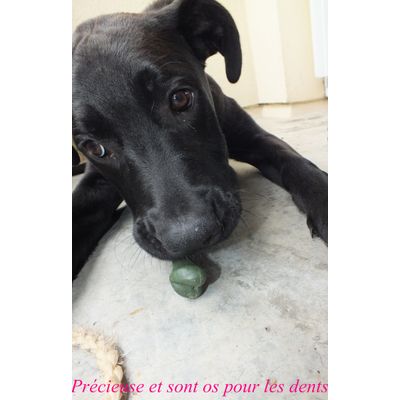 Précieuse et sa friandise
