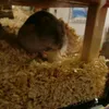 Zwerghamster mit Hafer-Ecke