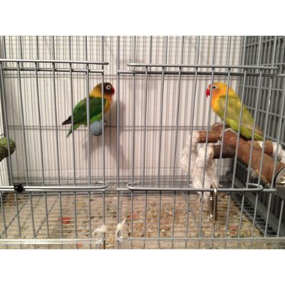 Mis agapornis con su percha de madera