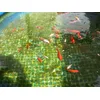 Alimentando a los peces con TetraPond