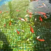 Alimentando a los peces con TetraPond