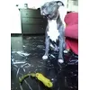 AMSTAFF HUNTER NODO