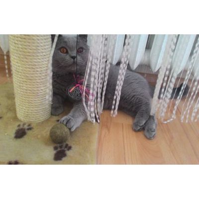 Natural Catnip Ball zabawka dla kota