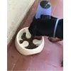 Ciotolasavic