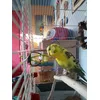 Savic Holder Pincer