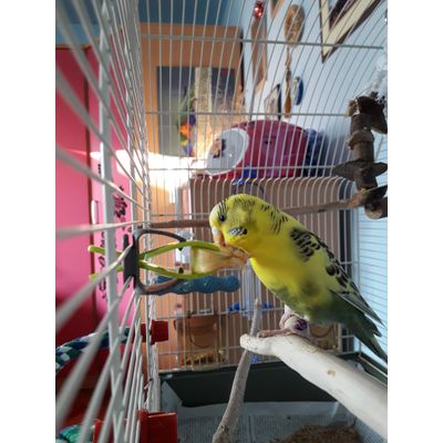 Savic Holder Pincer