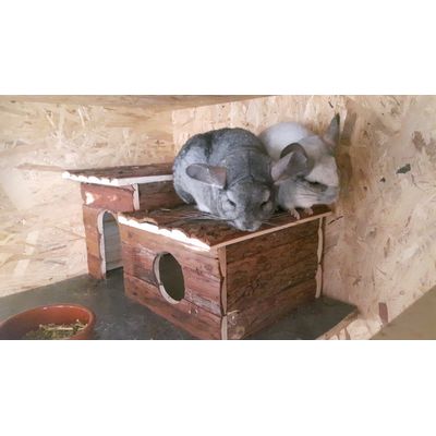 Meine 2 Chinchilla Senioren lieben es
