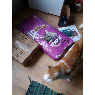Whiskas products and happy cat Cheddar