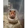 Toilette Criceto