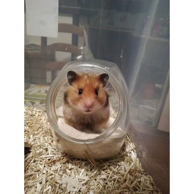 Toilette Criceto