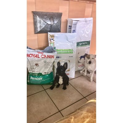 adepte de zooplus