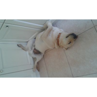 LEO