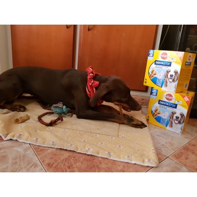 Love dentastix