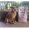 Marley 7 anni 