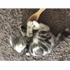 Luna and her beauty brush